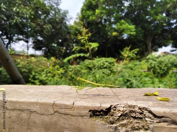 Obraz Congruent are pooping