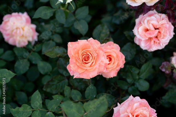 Fototapeta rose flower