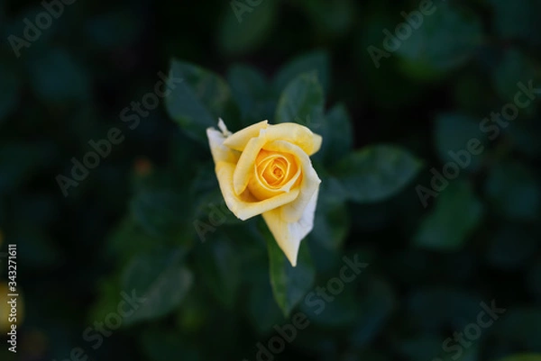 Fototapeta rose flower