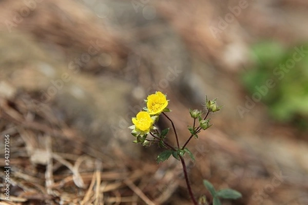 Obraz 한국 인천시 강화군 전등사입니다