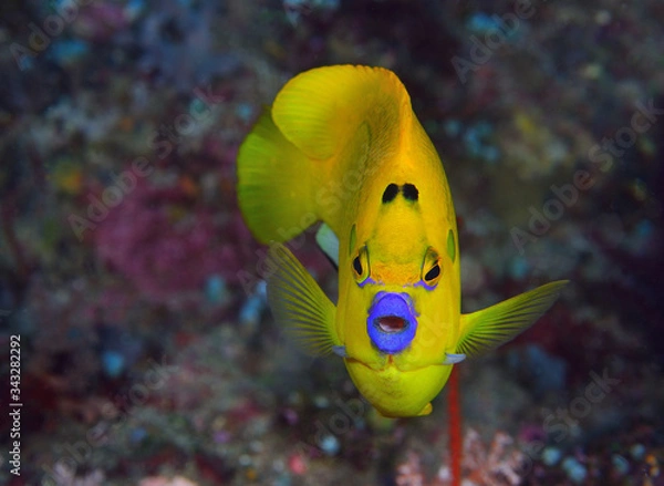 Obraz The Lemonpeel angelfish.