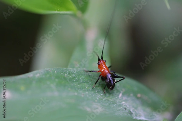 Fototapeta Close up shot of a Conocephalus