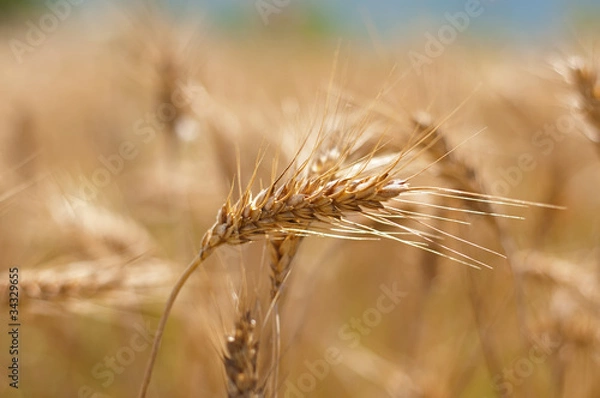 Obraz spighe di grano