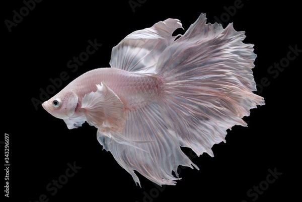 Fototapeta White fighting fish ,Beautiful colors"Halfmoon Betta" capture the moving moment beautiful of siam betta fish in thailand on black background