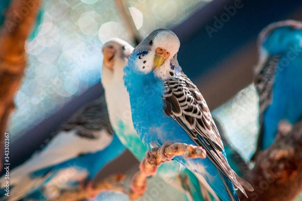 Fototapeta Close up of budgies in an enclosure at the John Ball Zoo