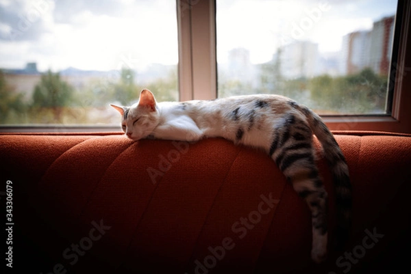 Fototapeta sleeping cat