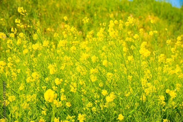 Fototapeta 菜の花