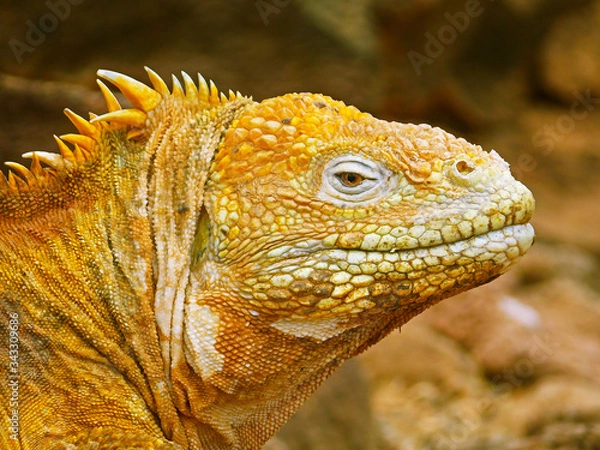 Fototapeta Close-up of a land iguana from the Galapagos Islands of Ecuador