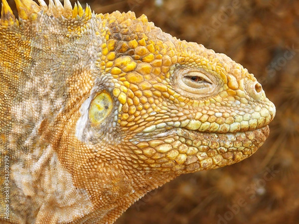 Fototapeta Close-up of a land iguana from the Galapagos Islands of Ecuador
