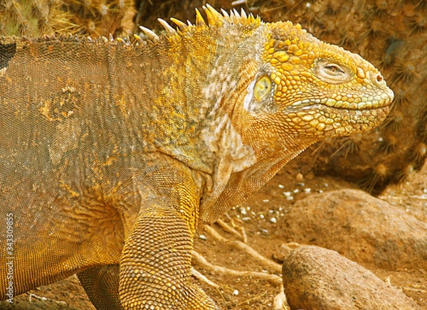 Fototapeta Close-up of a land iguana from the Galapagos Islands of Ecuador