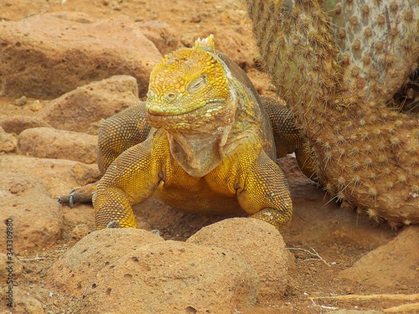 Fototapeta Close-up of a land iguana from the Galapagos Islands of Ecuador