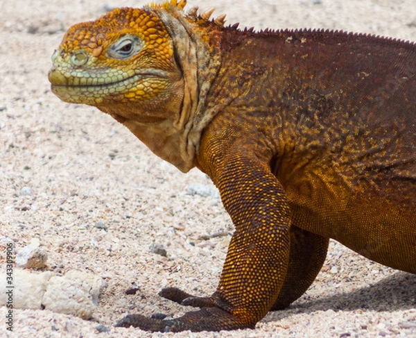 Fototapeta Close-up of a land iguana from the Galapagos Islands of Ecuador