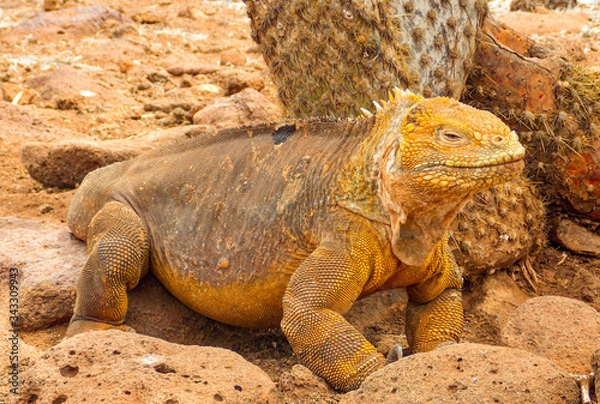 Fototapeta Close-up of a land iguana from the Galapagos Islands of Ecuador