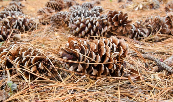 Obraz Pine Cones