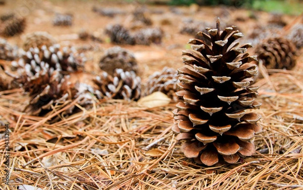 Obraz Pine Cones