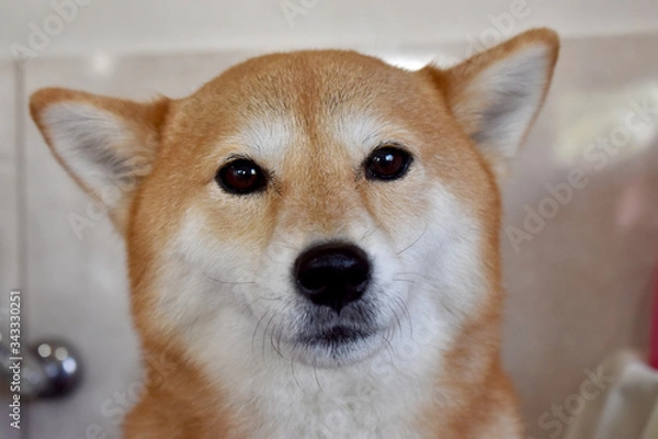 Fototapeta 柴犬・不安顔・アップ