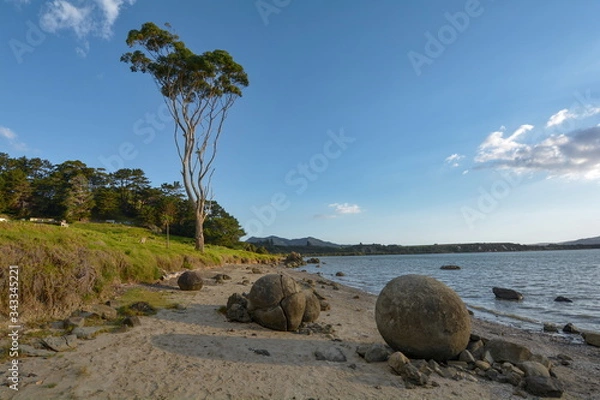 Obraz Koutu Boulders on the beach wits eucalypt tree, New Zealand