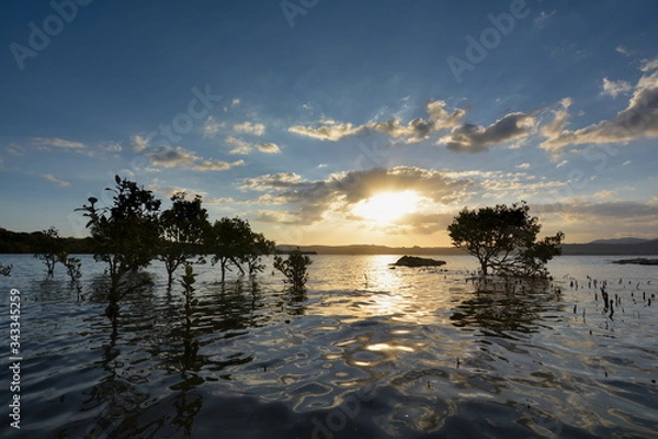 Obraz Mangrove trees at sunset, New Zealand