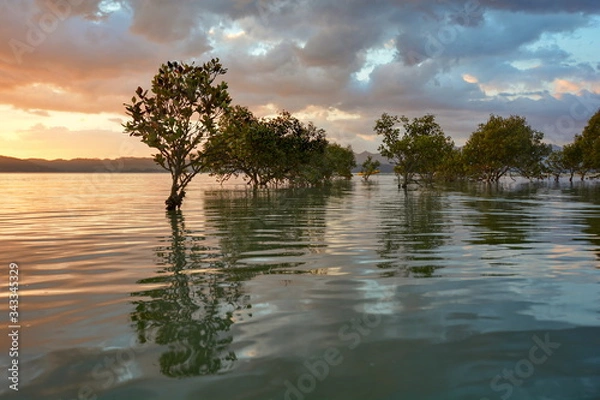 Obraz Sunset in the mangrove forest, New Zealand