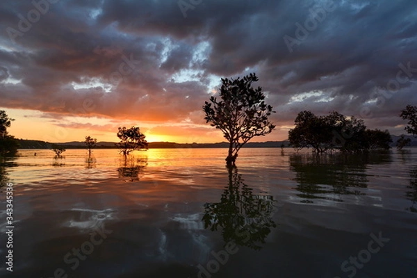 Obraz Sunset in the mangrove forest, New Zealand