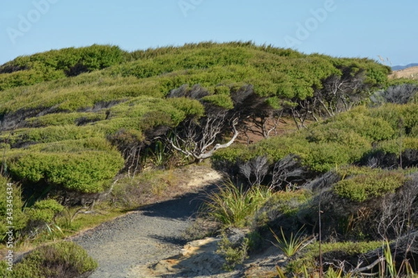 Obraz Shrubs growing on the coast, New Zealand