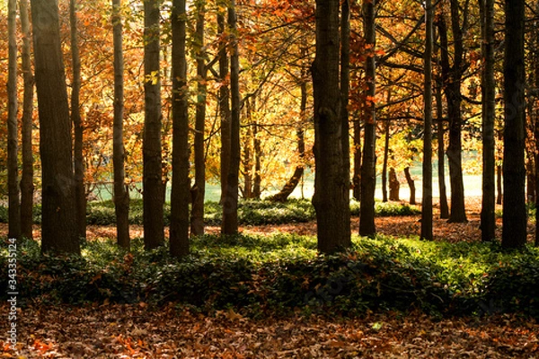 Fototapeta Forest scape