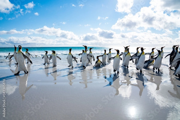 Obraz ペンギンの群れ フォークランド諸島,ボランティアポイント,Earththeater