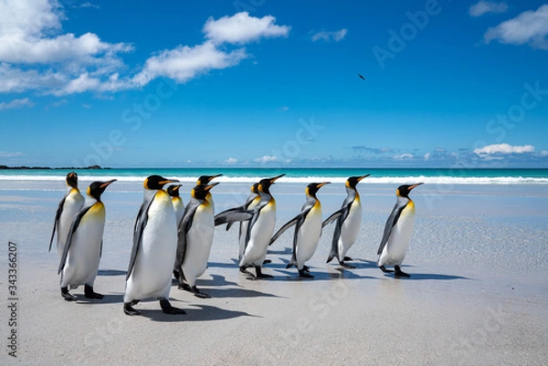 Obraz ペンギンの群れ フォークランド諸島,ボランティアポイント,Earththeater