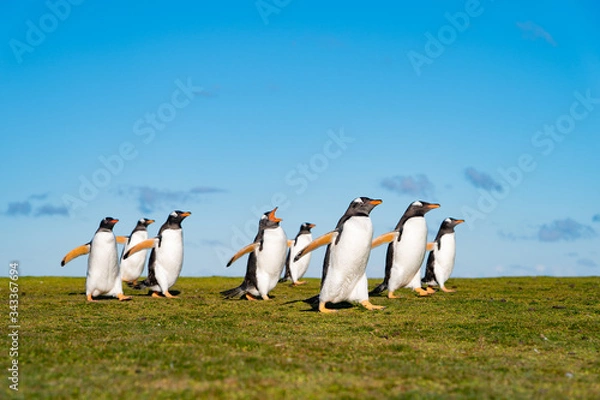 Obraz ペンギンの群れ,フォークランド諸島,ボランティアポイント,Earththeater