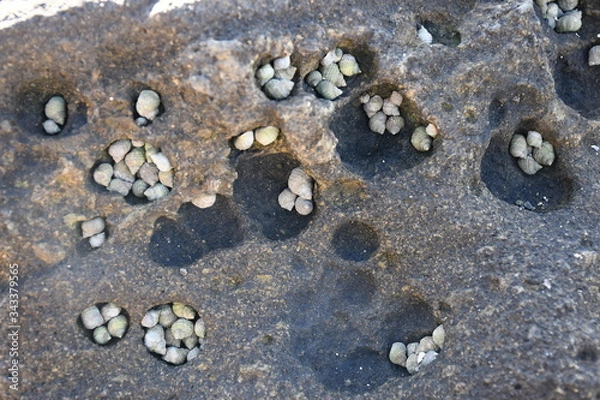 Obraz タマキビガイ