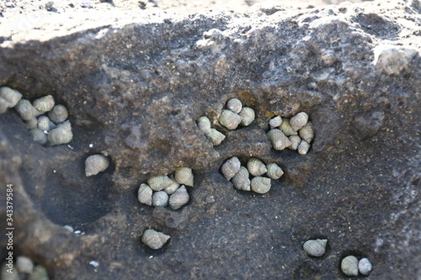 Obraz タマキビガイ