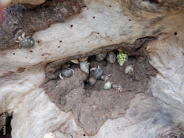 Obraz ヤドカリ天国