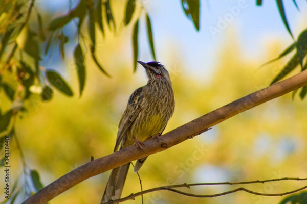 Obraz Wattle Bird