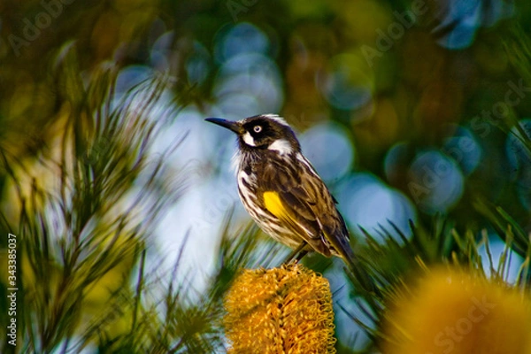 Obraz Honeyeater bird