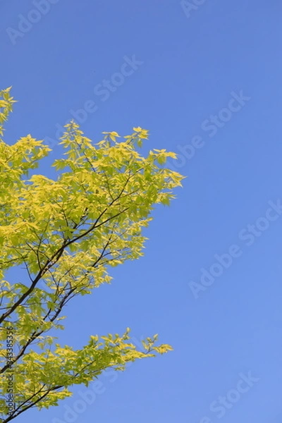 Fototapeta 파란 하늘과 느티나무 잎