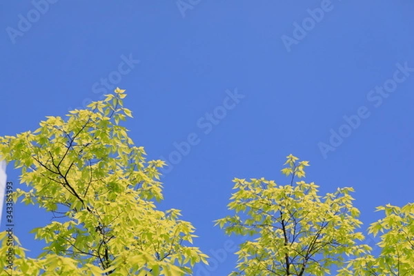 Fototapeta 파란 하늘과 느티나무 잎