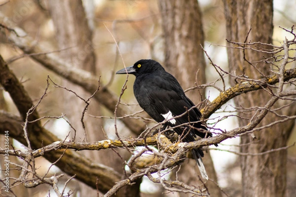 Obraz Currawong