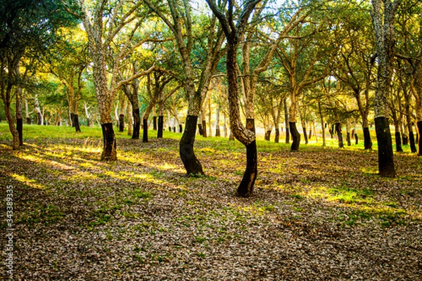 Obraz Cork Oak Forest