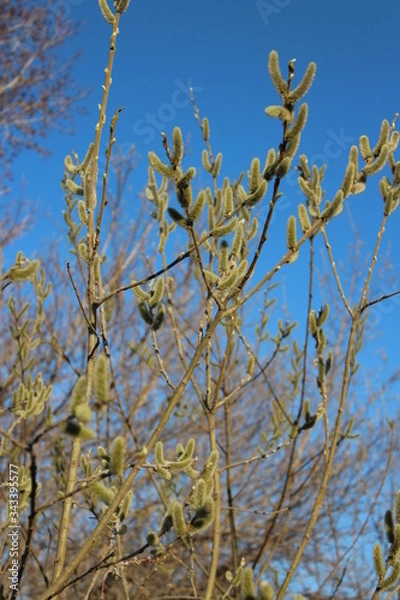 Obraz willow branches against the blue sky