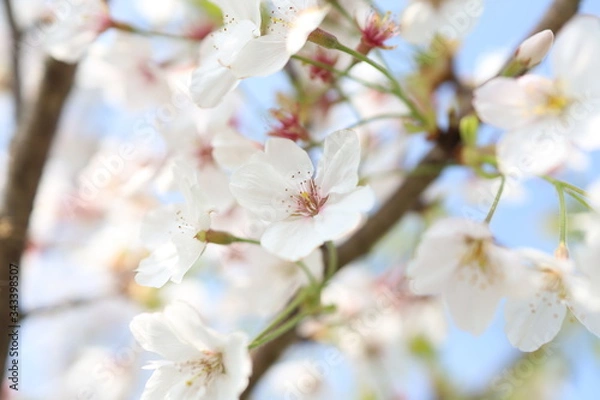 Fototapeta サクラ