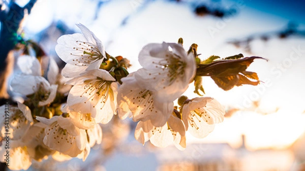 Fototapeta flowering cherry branch in the rays of the setting sun