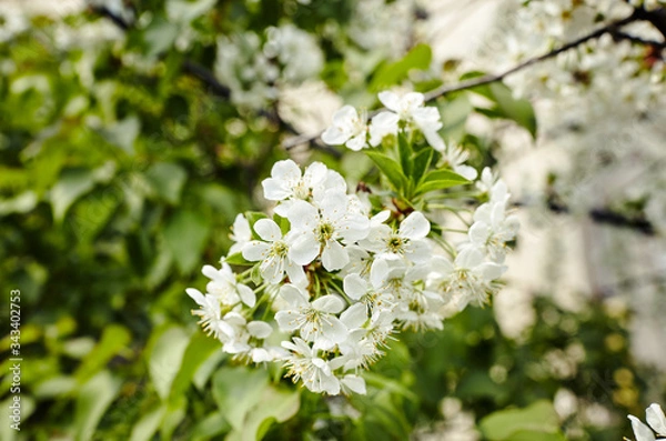 Fototapeta Beautiful white cherry blossom.Flowering cherry tree.Fresh spring background on nature outdoors.Soft focus image of blossoming flowers in spring time.For easter and spring greeting cards