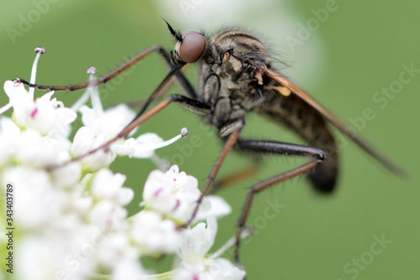 Fototapeta Pollinisation 2