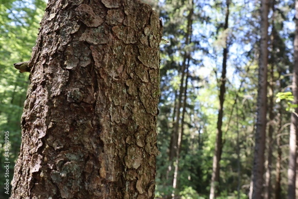 Fototapeta german forest