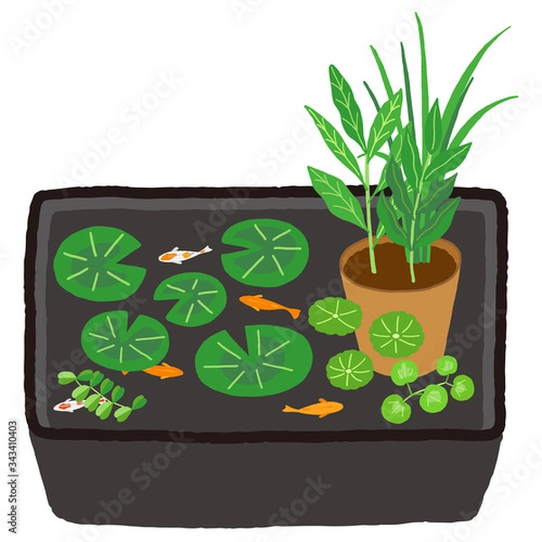 Obraz トロ船　睡蓮鉢　水辺植物　メダカ　睡蓮