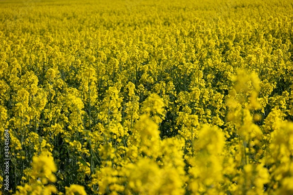 Obraz Rapsfeld im Frühling 