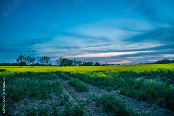 Fototapeta Sunset field