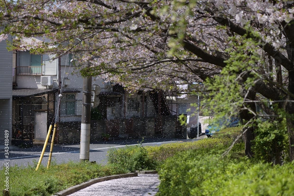 Obraz sakura in the town