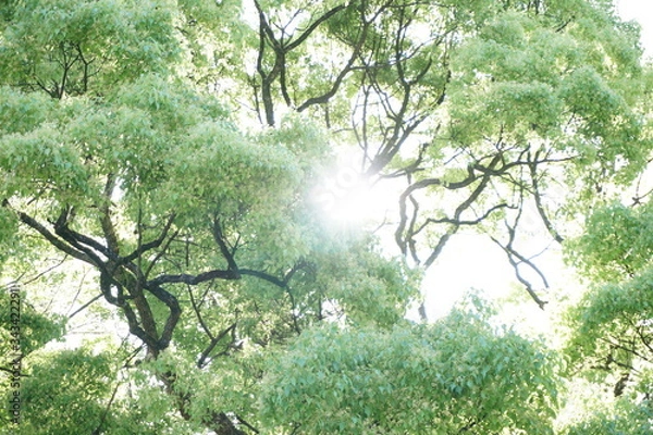 Fototapeta 木と太陽