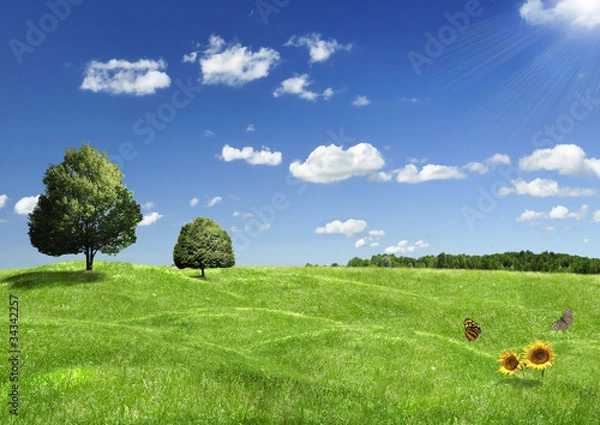 Obraz summer landscape